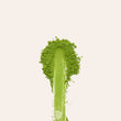 Load image into Gallery viewer, Spirit Kodemari Matcha
