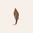 Load image into Gallery viewer, Spirit Sunstone Loose Leaf Tea
